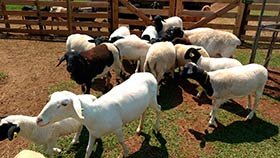carneiros dorper para venda