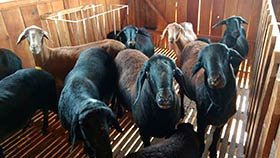 carneiros santa ines para venda