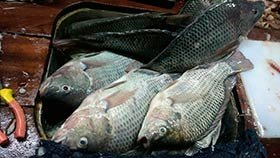 peixes tilapias e carpas para venda, comercio de file e postas de tilapias